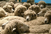 密集している羊